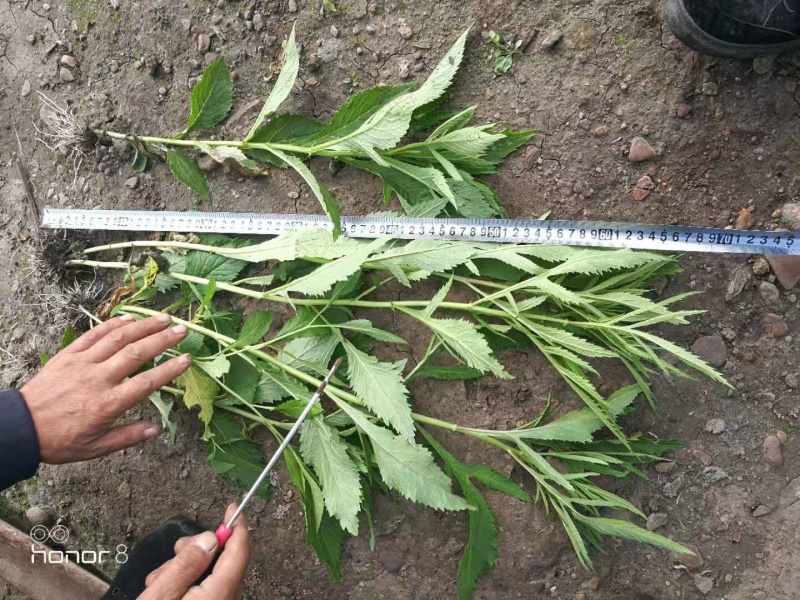 返魂草小苗（小麻叶），蒙产，抗寒，有越冬芽