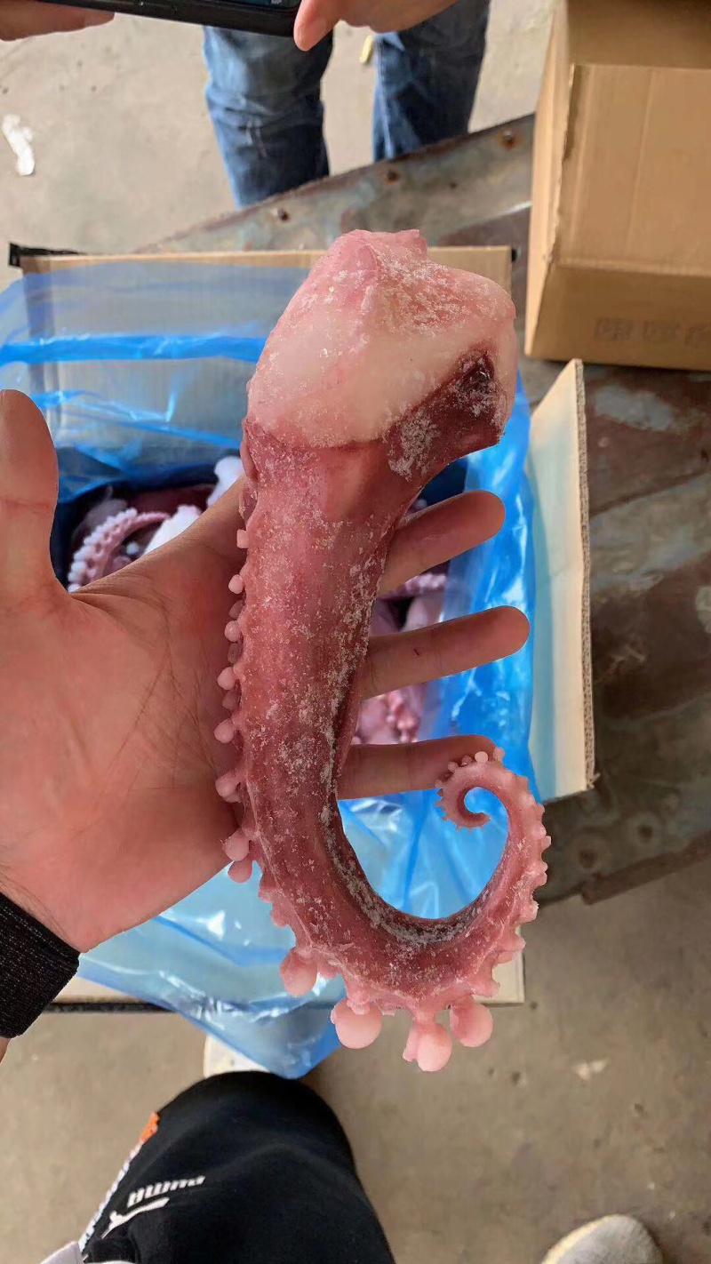 超大章鱼须，