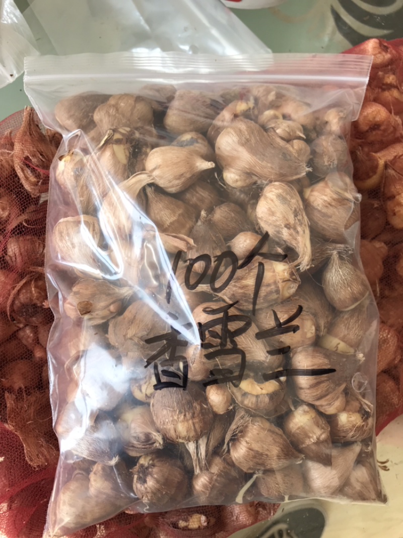 香雪兰/小苍兰种球籽球大量供应切花盆栽繁育