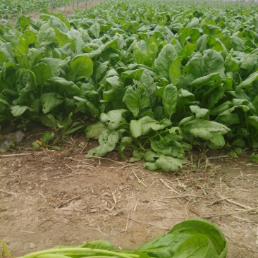 大叶菠菜10~15厘米