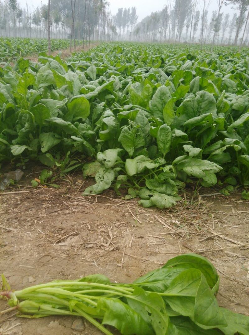 大叶菠菜10~15厘米