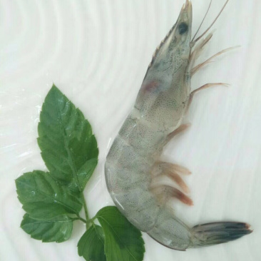 活虾速冻南美白对虾60-70规格