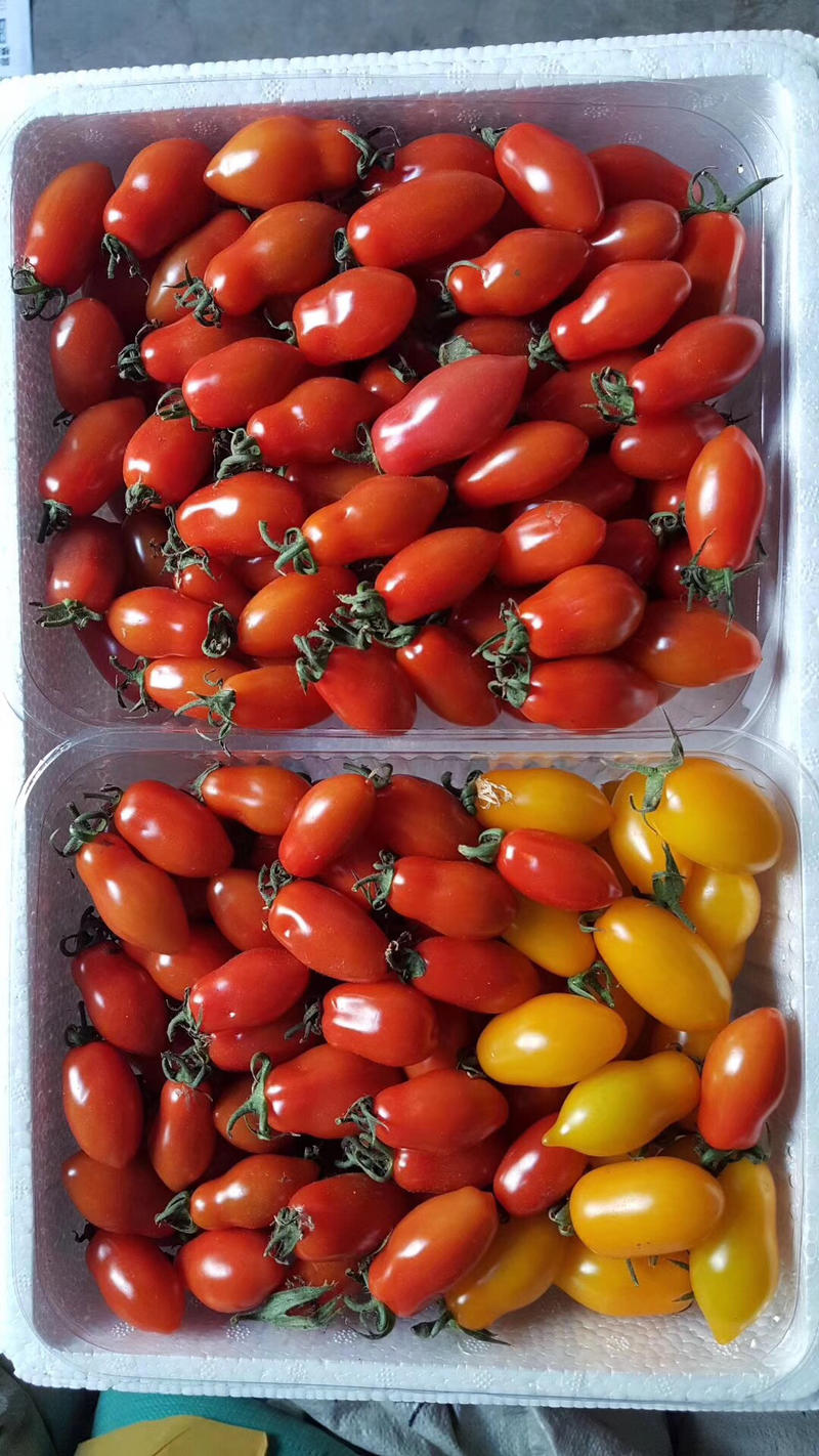 【热销】小番茄红花生～黄花生，产量高、口感好，基地直供