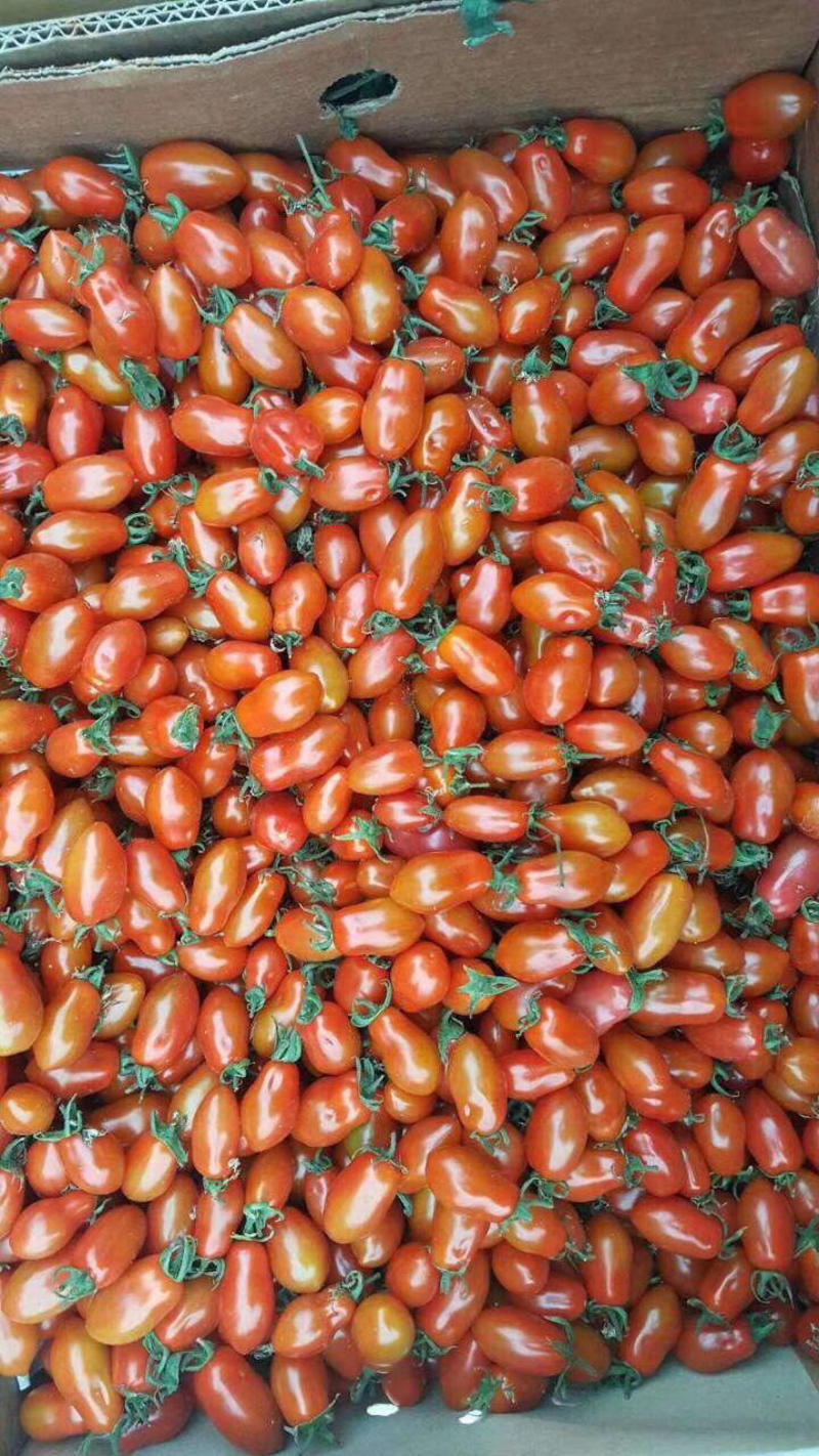 【热销】小番茄红花生～黄花生，产量高、口感好，基地直供