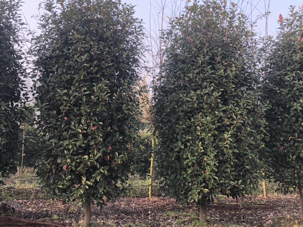 左侧为红叶石楠一年生幼苗,株高约60厘米,右侧为五年生成株,高度接近5米,两者并列展示生长过程差异,背景为苗圃环境 红叶石楠幼苗与成株对比图