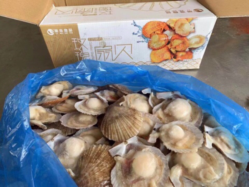 玫瑰扇贝