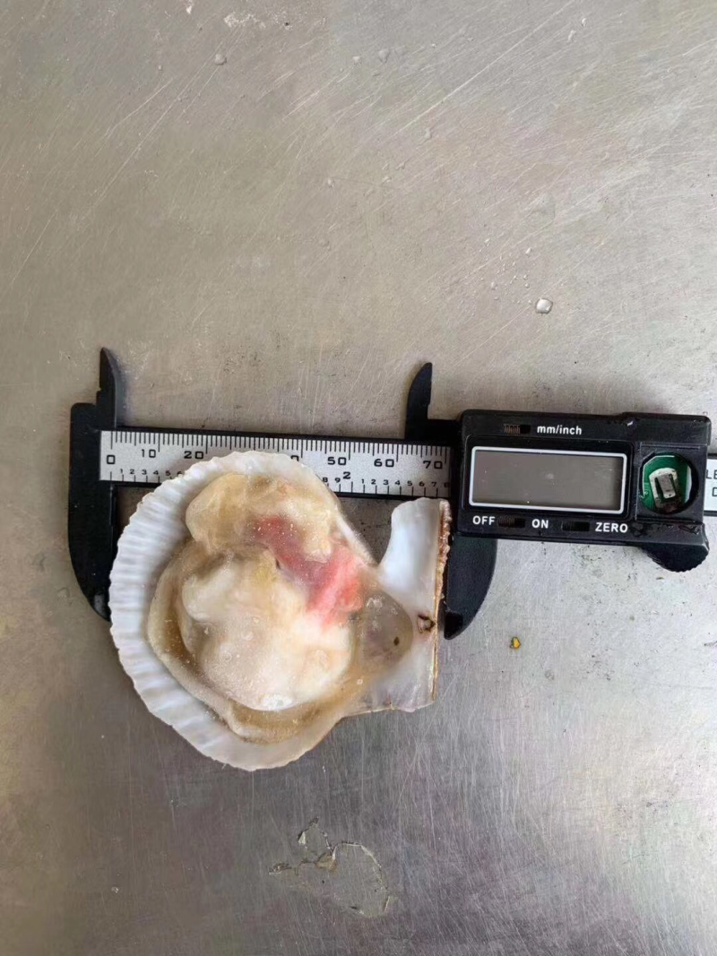 玫瑰扇贝