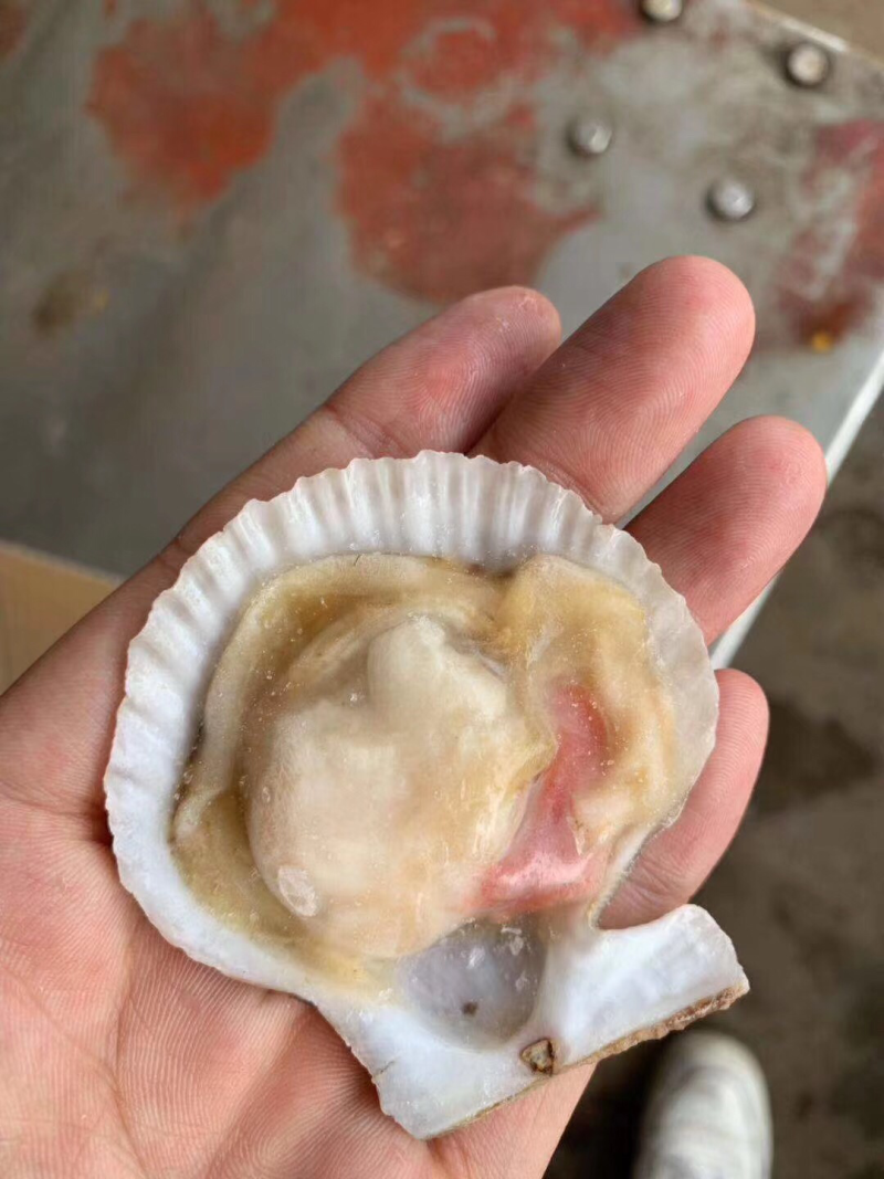 玫瑰扇贝