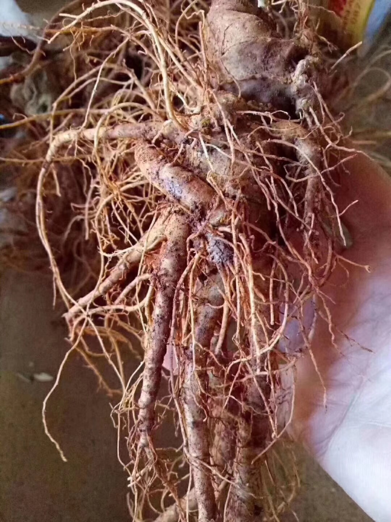 云南特产三七传统滋补品（白药）