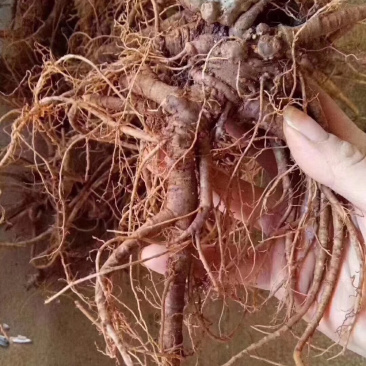 云南特产三七传统滋补品（白药）