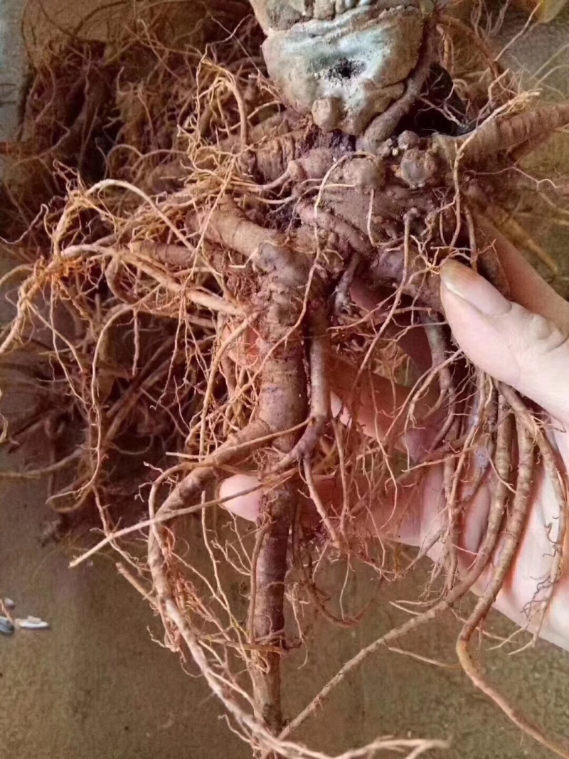 云南特产三七传统滋补品（白药）