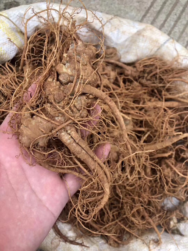 云南特产三七传统滋补品（白药）