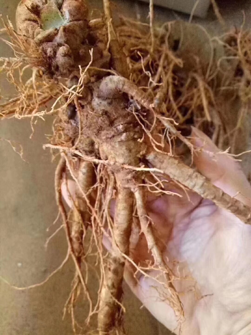 云南特产三七传统滋补品（白药）