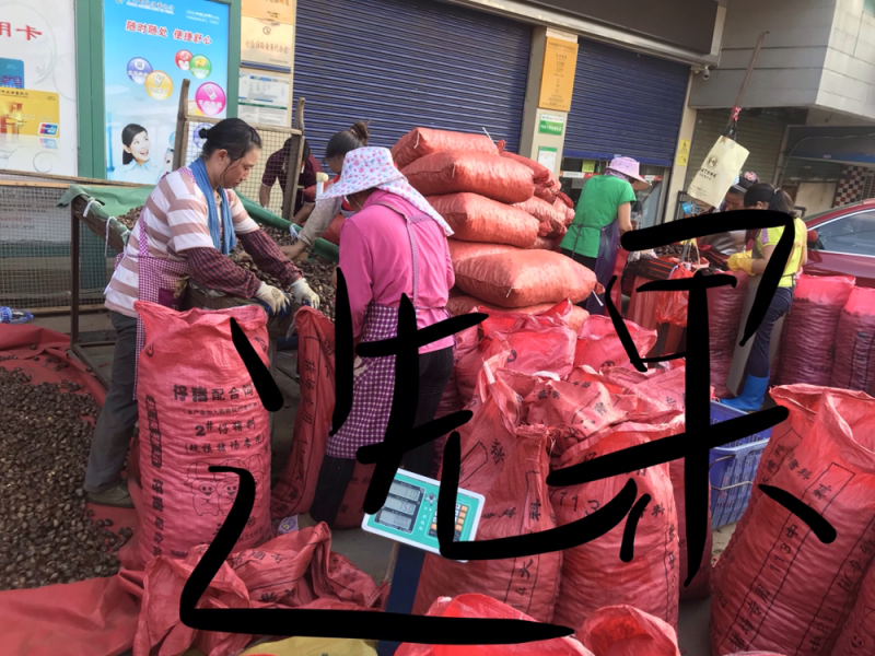 板栗油栗