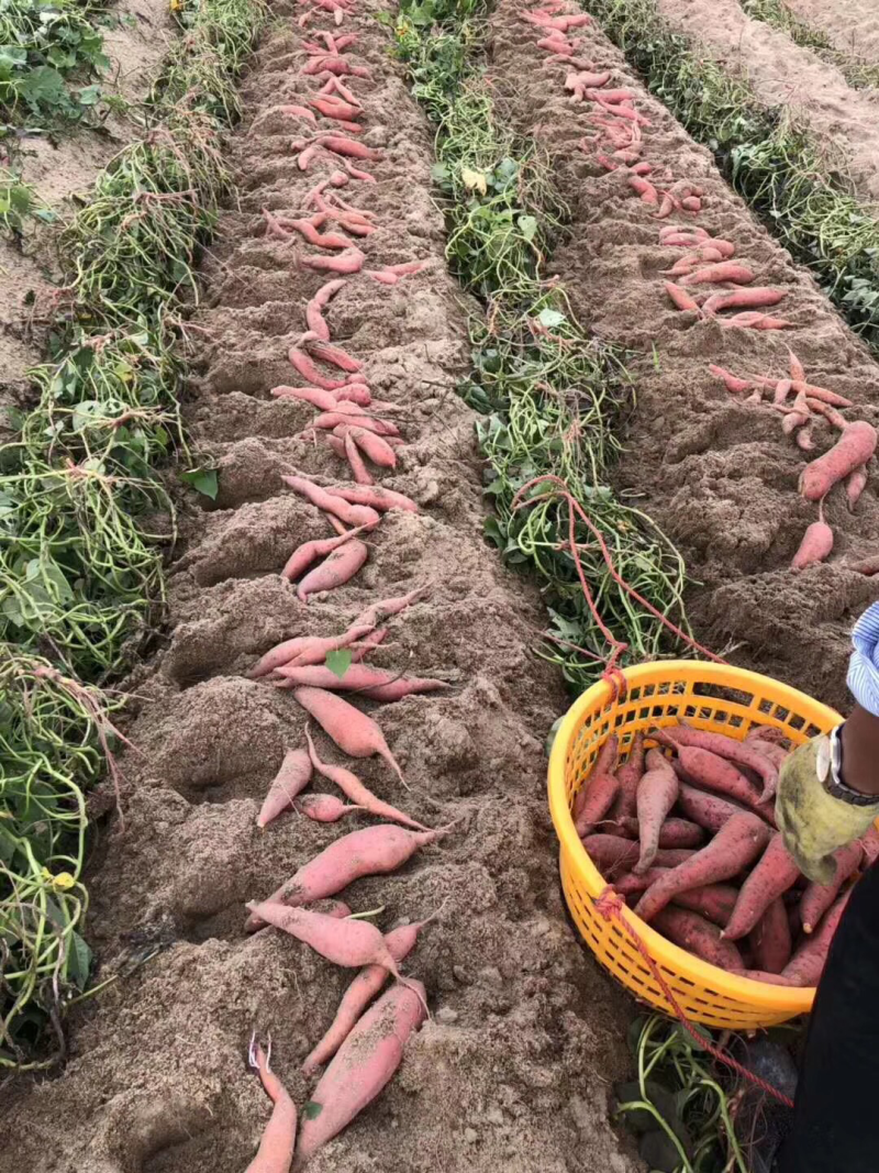 石榴海鸭蛋榴莲黄桃板栗冬枣红心密柚