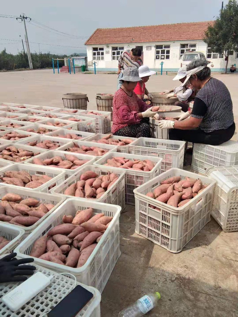 烟薯25地瓜