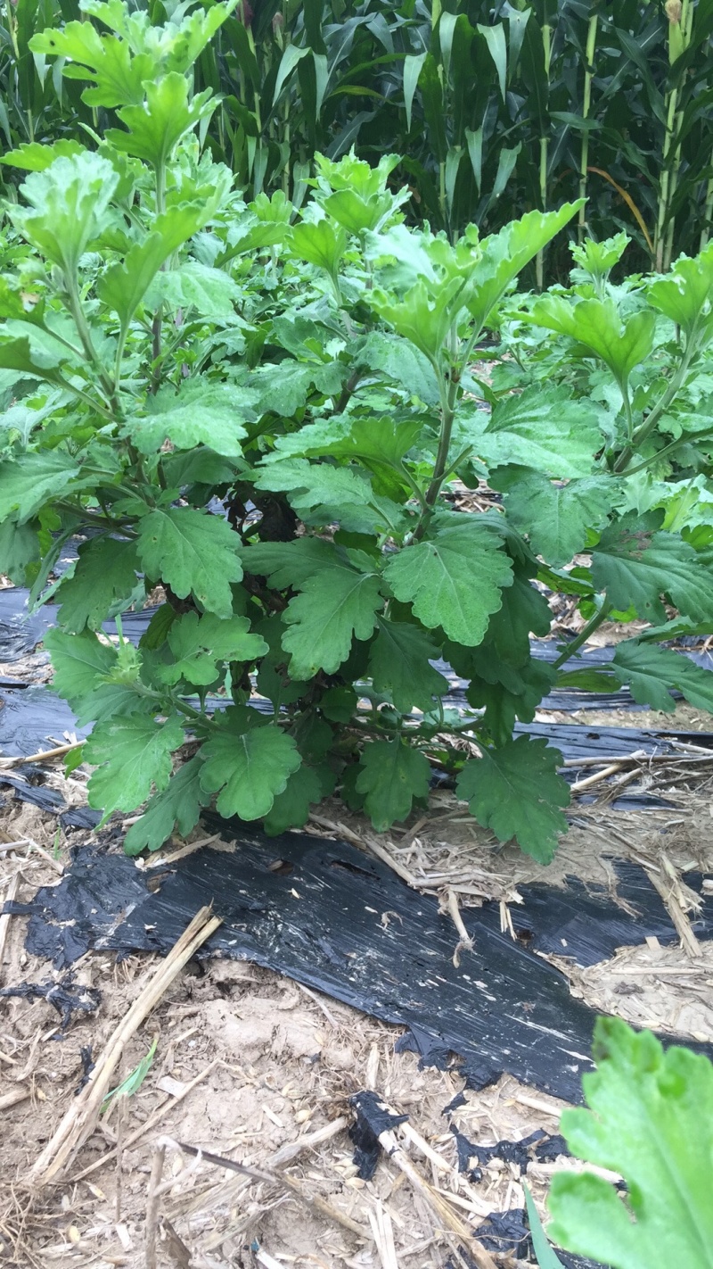 品质好个头大优品金丝皇菊大量现货