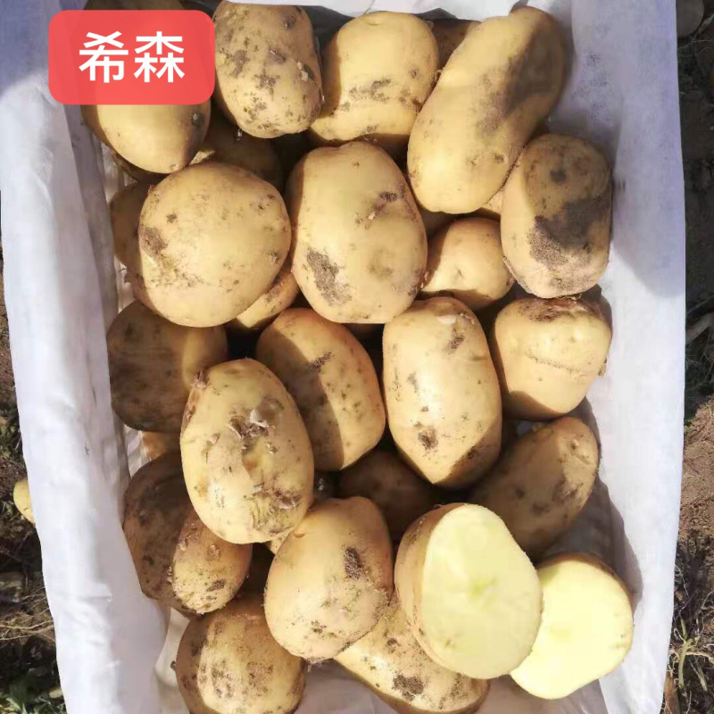 各品种的土豆，价格低！质量好！面积大！