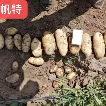 各品种的土豆，价格低！质量好！面积大！