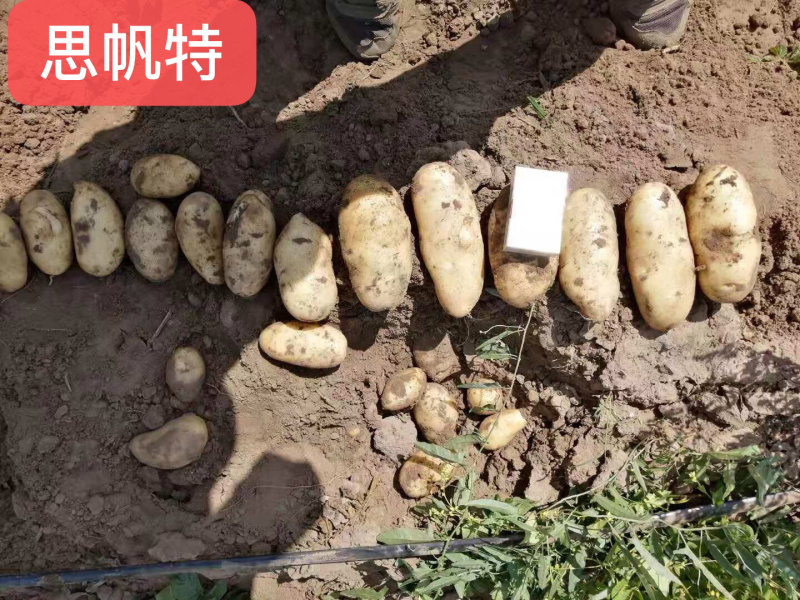 各品种的土豆，价格低！质量好！面积大！