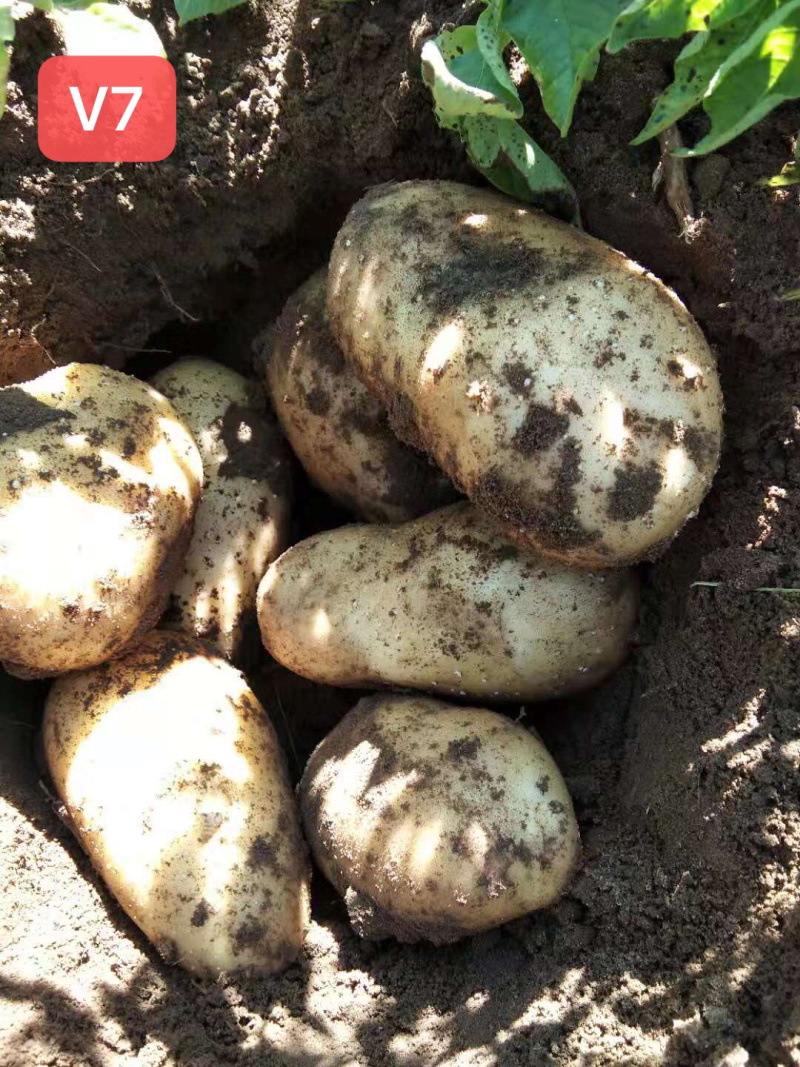 各品种的土豆，价格低！质量好！面积大！