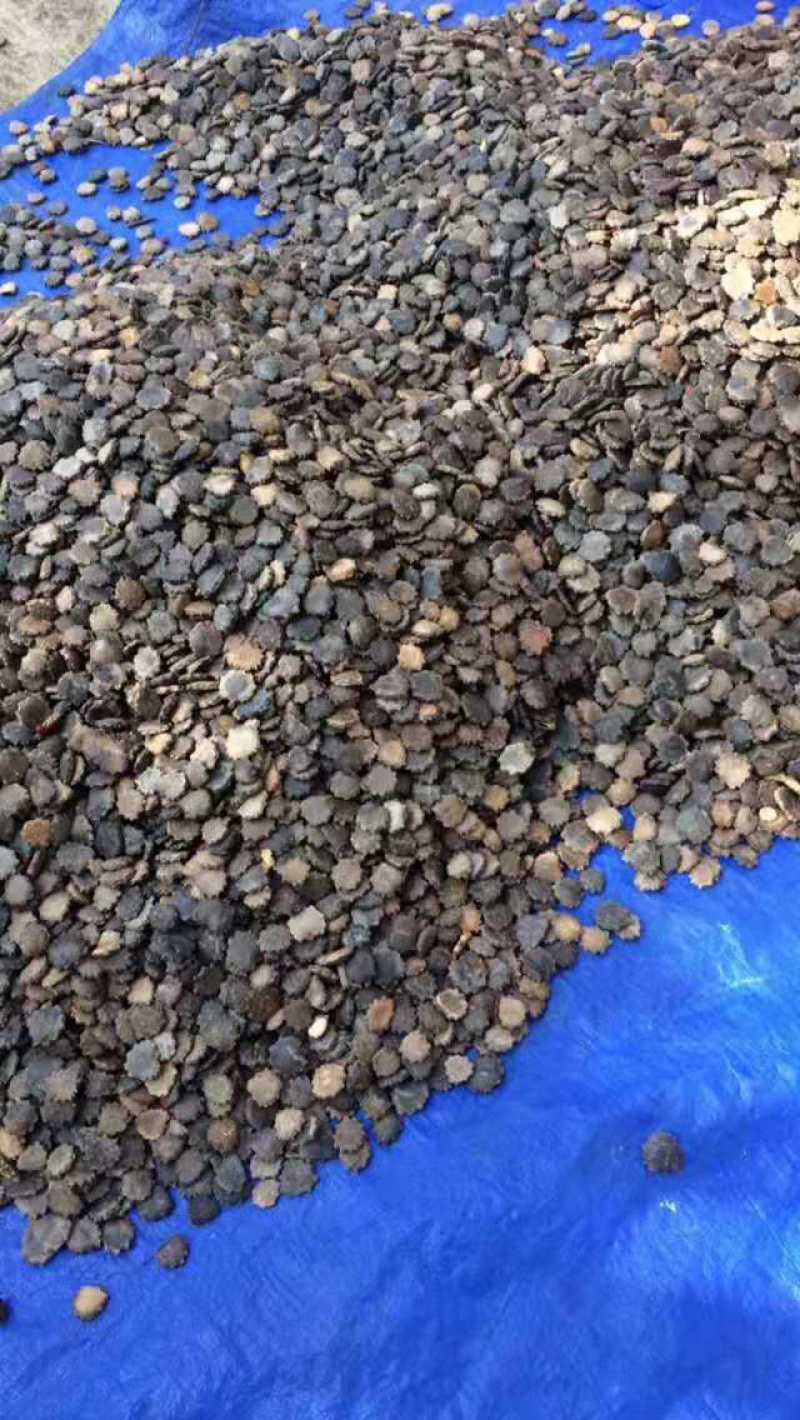 木鳖子产地一手货源质量保证