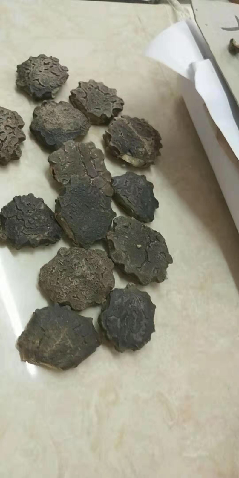 木鳖子产地一手货源质量保证