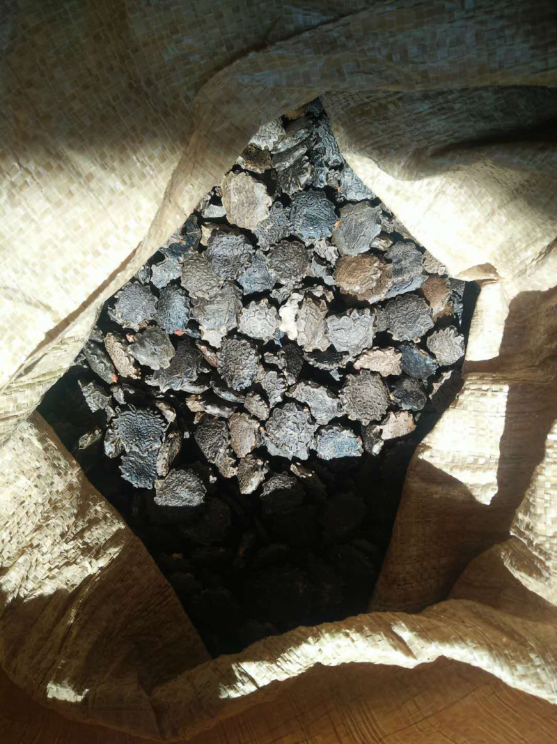 木鳖子产地一手货源质量保证