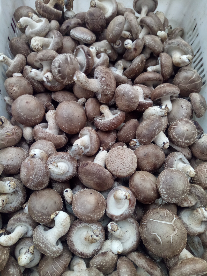 秋季鲜香菇己上市欢迎客商前来选购一级品．二级，三级