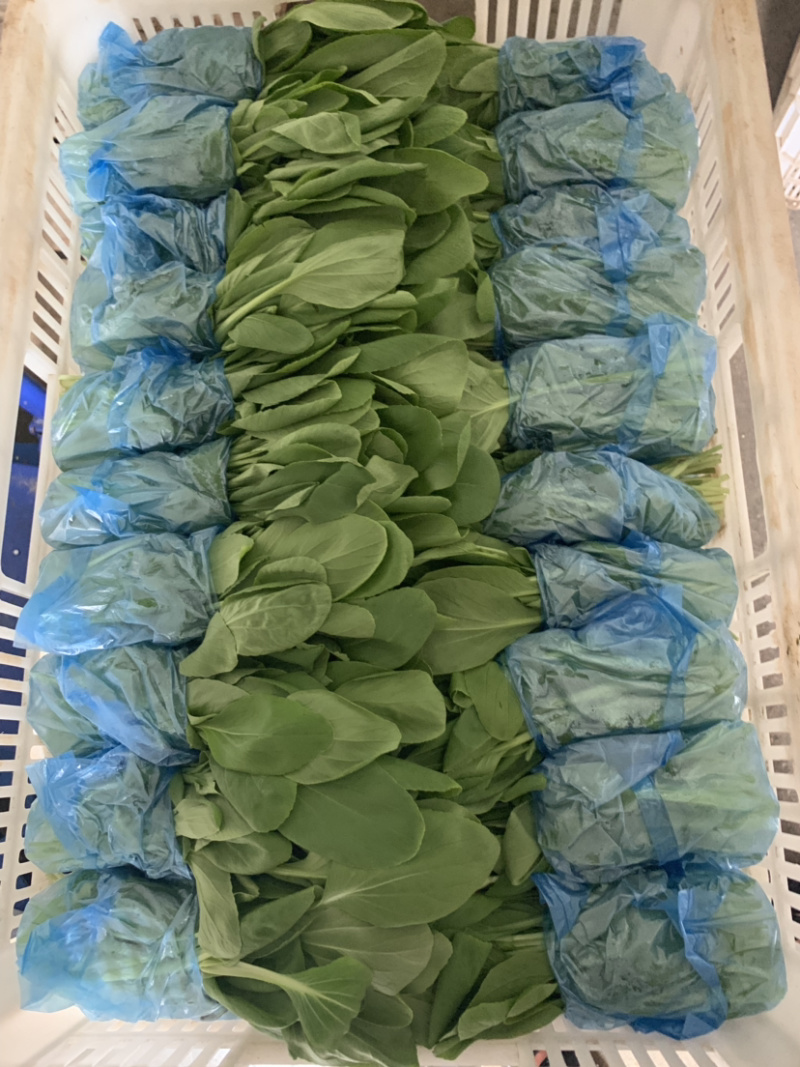 鸡毛菜