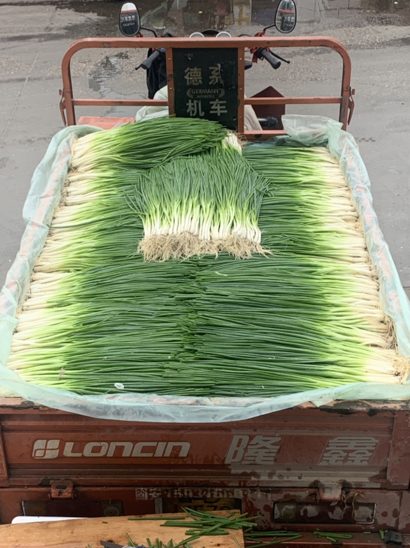 小葱