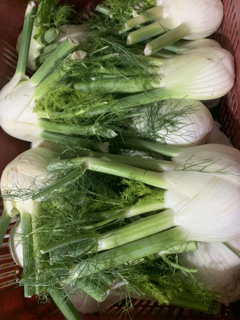 茴香球