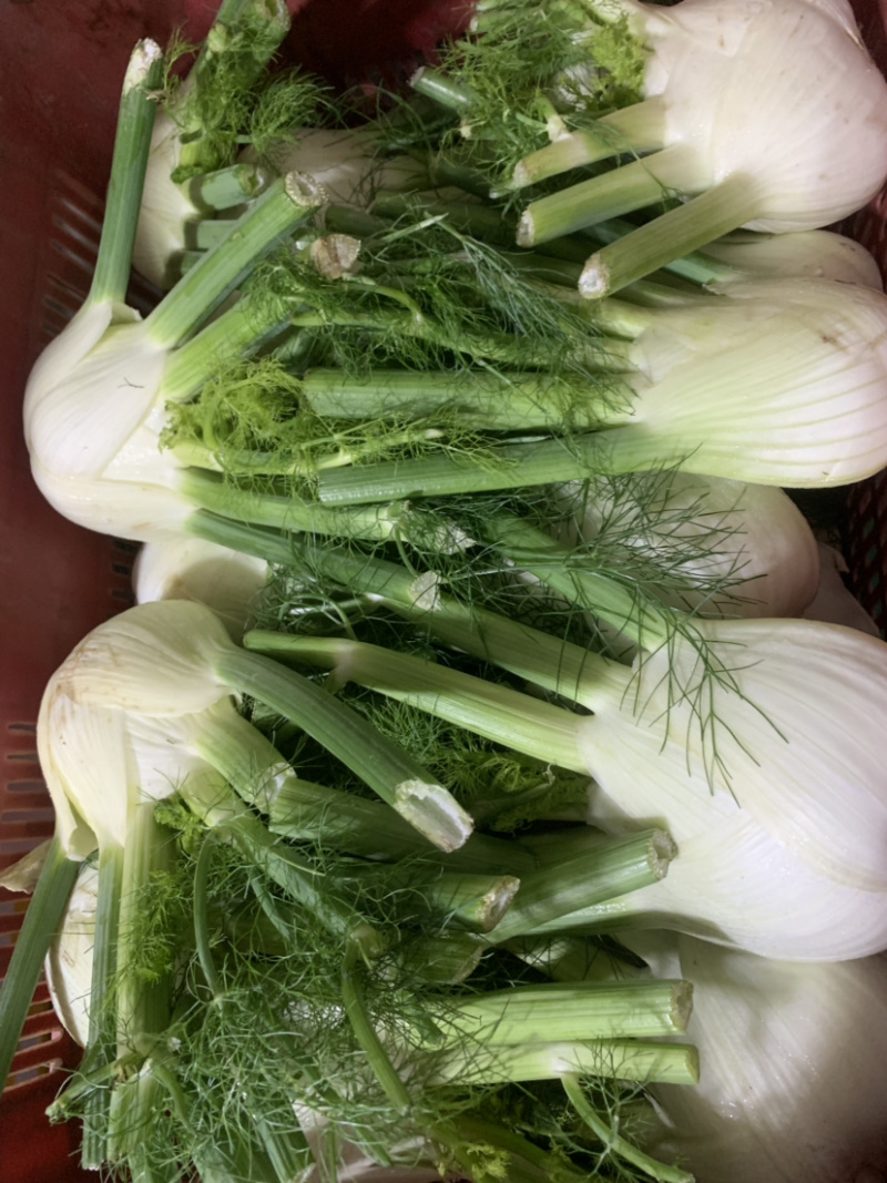 茴香球