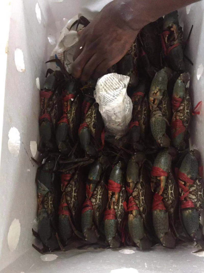 南非青蟹直运规格出货