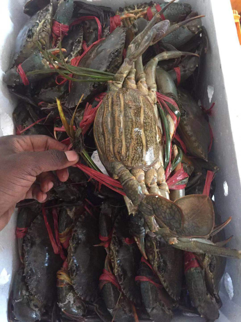 南非青蟹直运规格出货