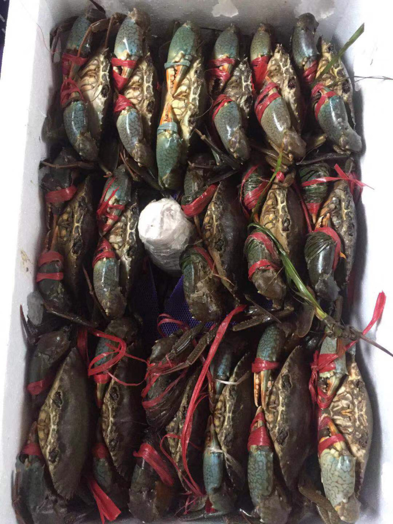 南非青蟹直运规格出货