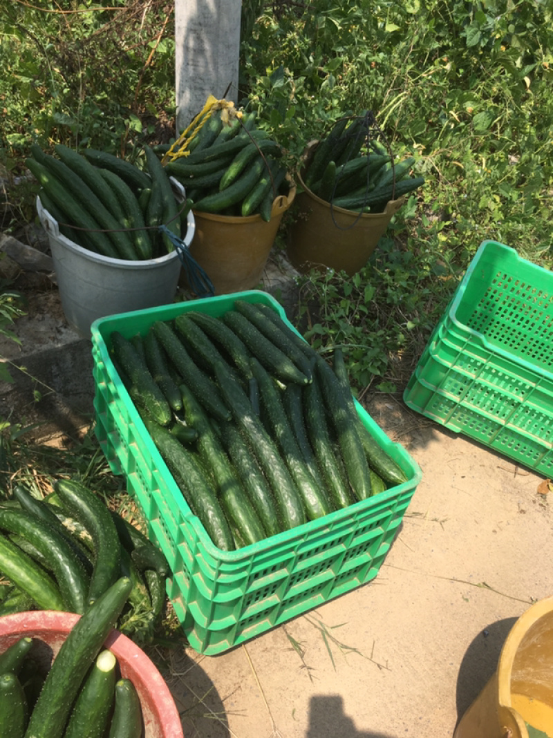 豆角青瓜南瓜苦瓜都有