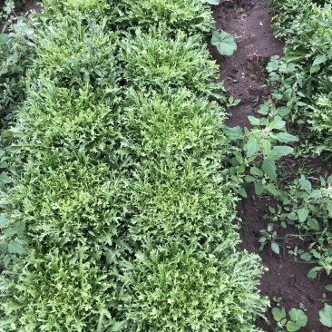 还有十五亩苦菊，需要的便宜了