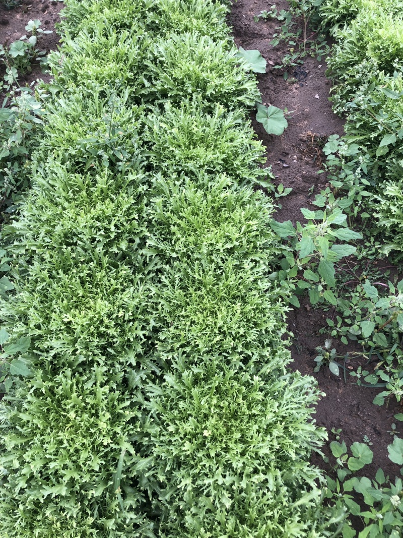 还有十五亩苦菊，需要的便宜了