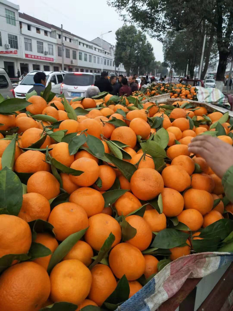 精品汉中洋县蜜橘产地直供品质优良欢迎来电咨询订购