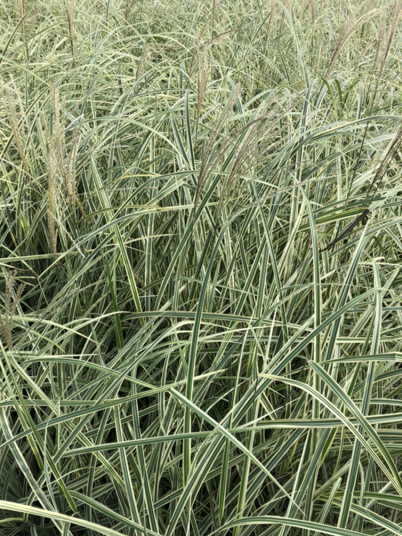花叶芒细叶芒斑叶芒各种规格各类品种芒草