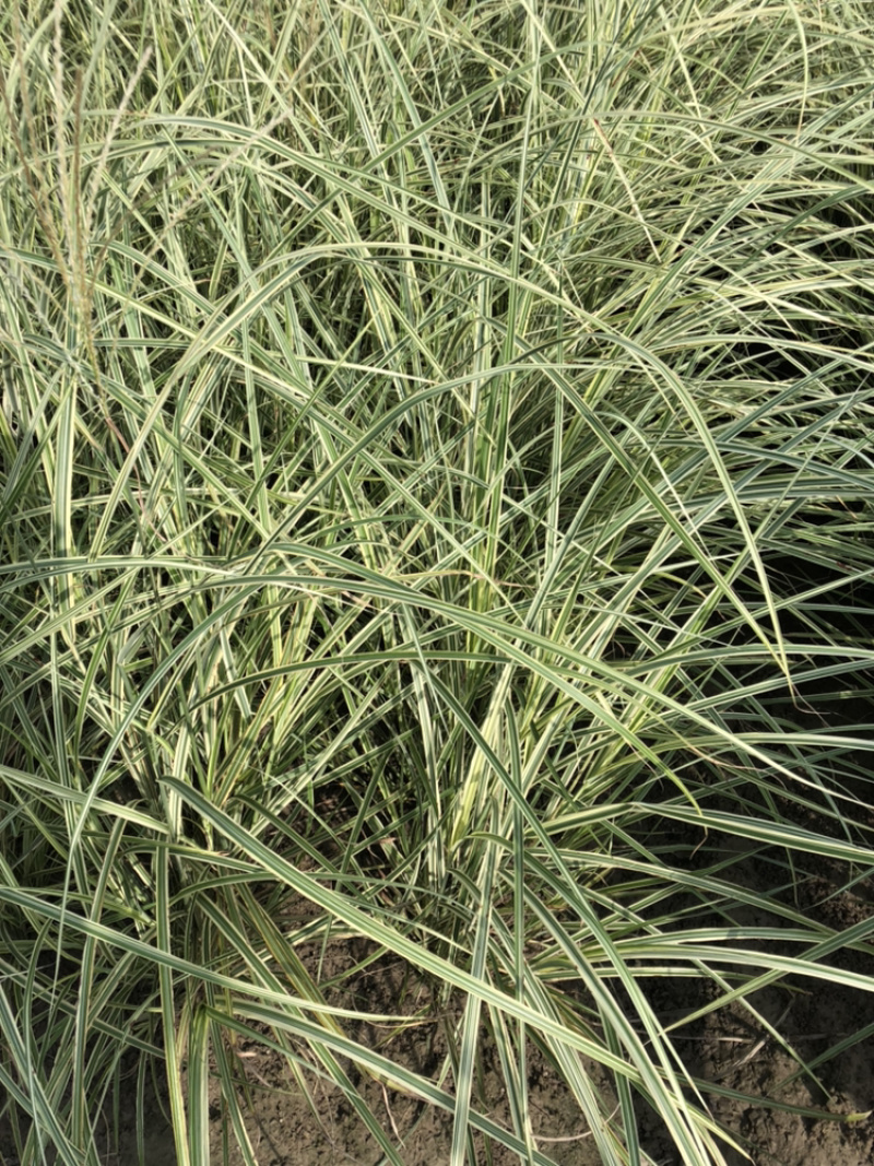花叶芒细叶芒斑叶芒各种规格各类品种芒草