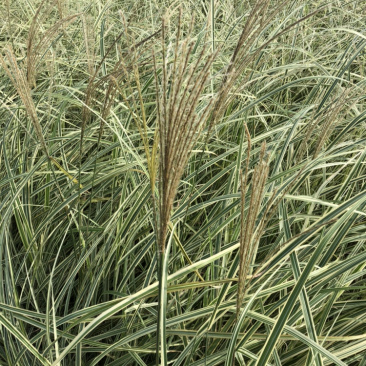 花叶芒细叶芒斑叶芒各种规格各类品种芒草