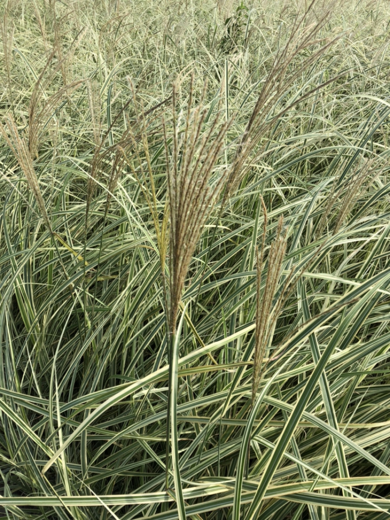 花叶芒细叶芒斑叶芒各种规格各类品种芒草