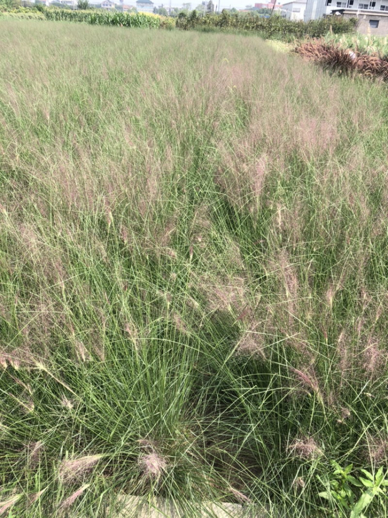 粉黛乱子草