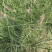 粉黛乱子草