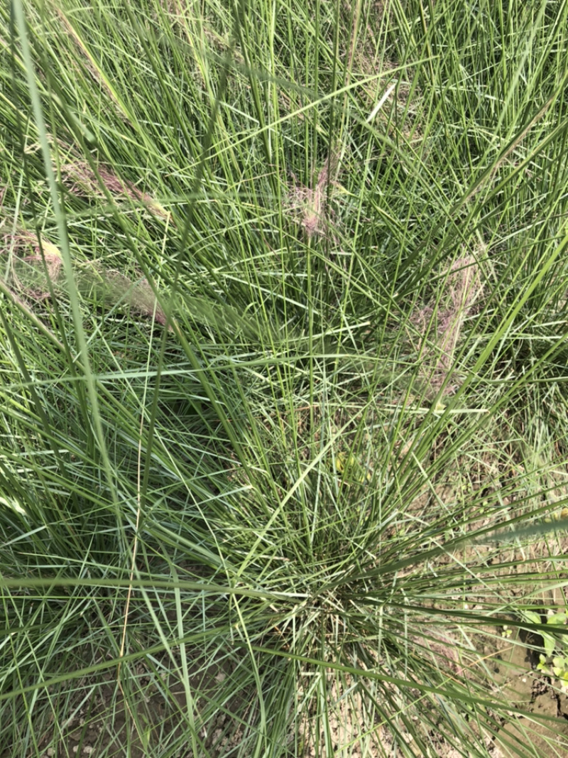 粉黛乱子草