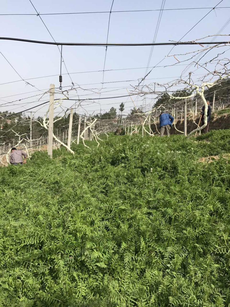 果园绿肥品种苕子到货，增加土壤有机质，改善果品品质
