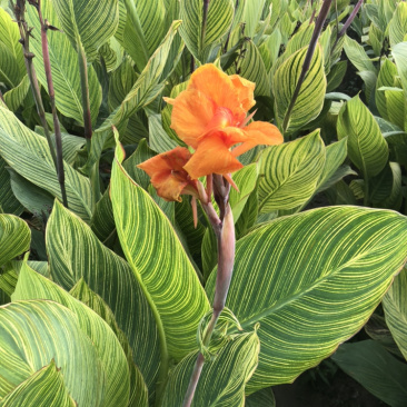 花叶美人蕉
