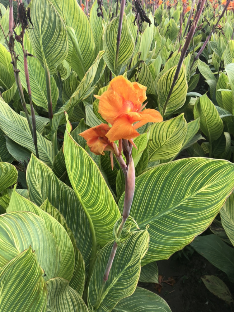 花叶美人蕉